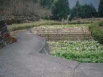 ���H�̂���