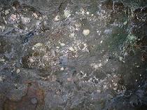 �V��̉���