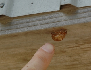 ぬけがら