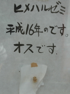 せみ１