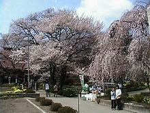 神代桜