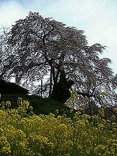 不動桜