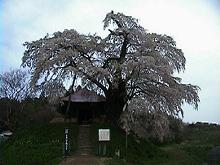 不動桜