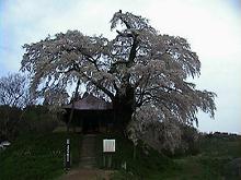 不動桜