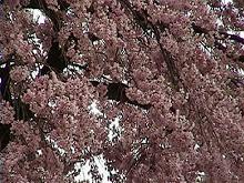地蔵桜