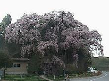 地蔵桜