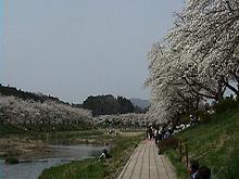 夏井
