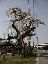 高山