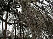 滝桜