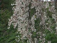滝桜