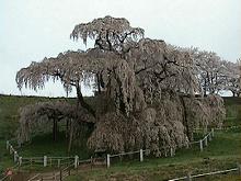 滝桜