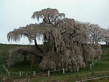 滝桜